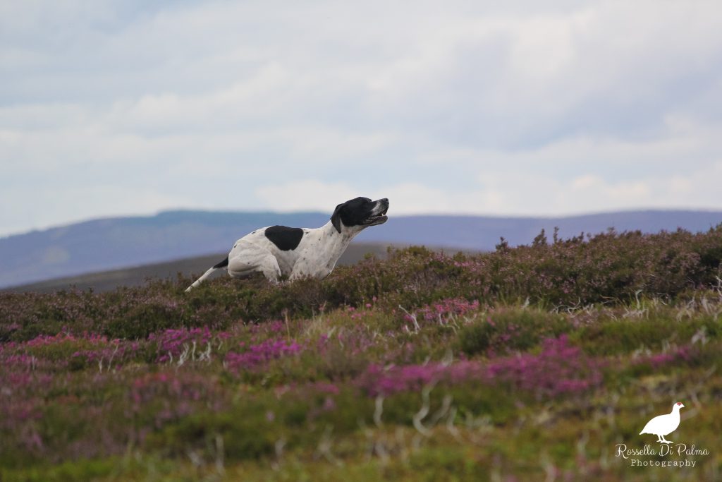 Dogs, purple heather, lavender skies